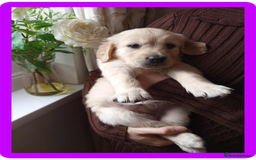 Golden Retriever dogs for sale: Golden Retriever Puppies - Mum & Dad family pets - Image 12