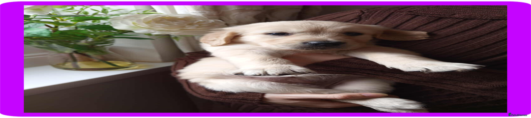 Purple Girl