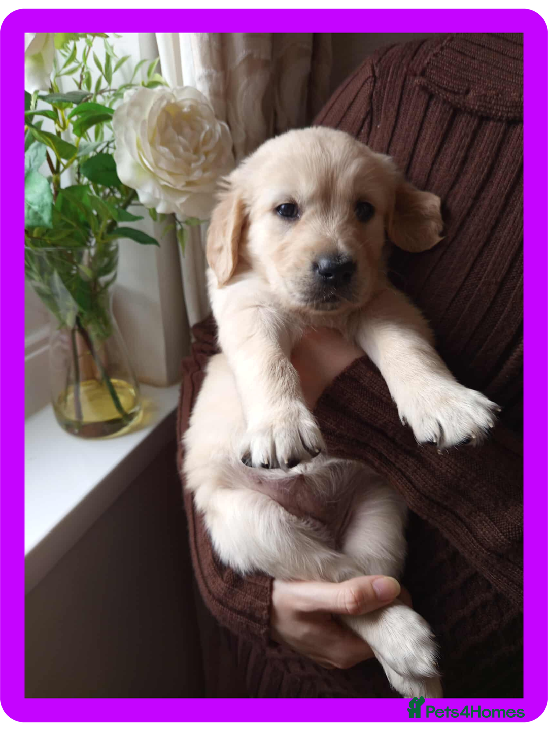 Golden Retriever dogs for sale: Golden Retriever Puppies - Mum & Dad family pets - Image 12