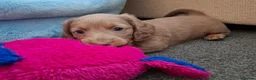 Miniature Dachshund dogs for sale: Miniature Dachshund  - Advert 13