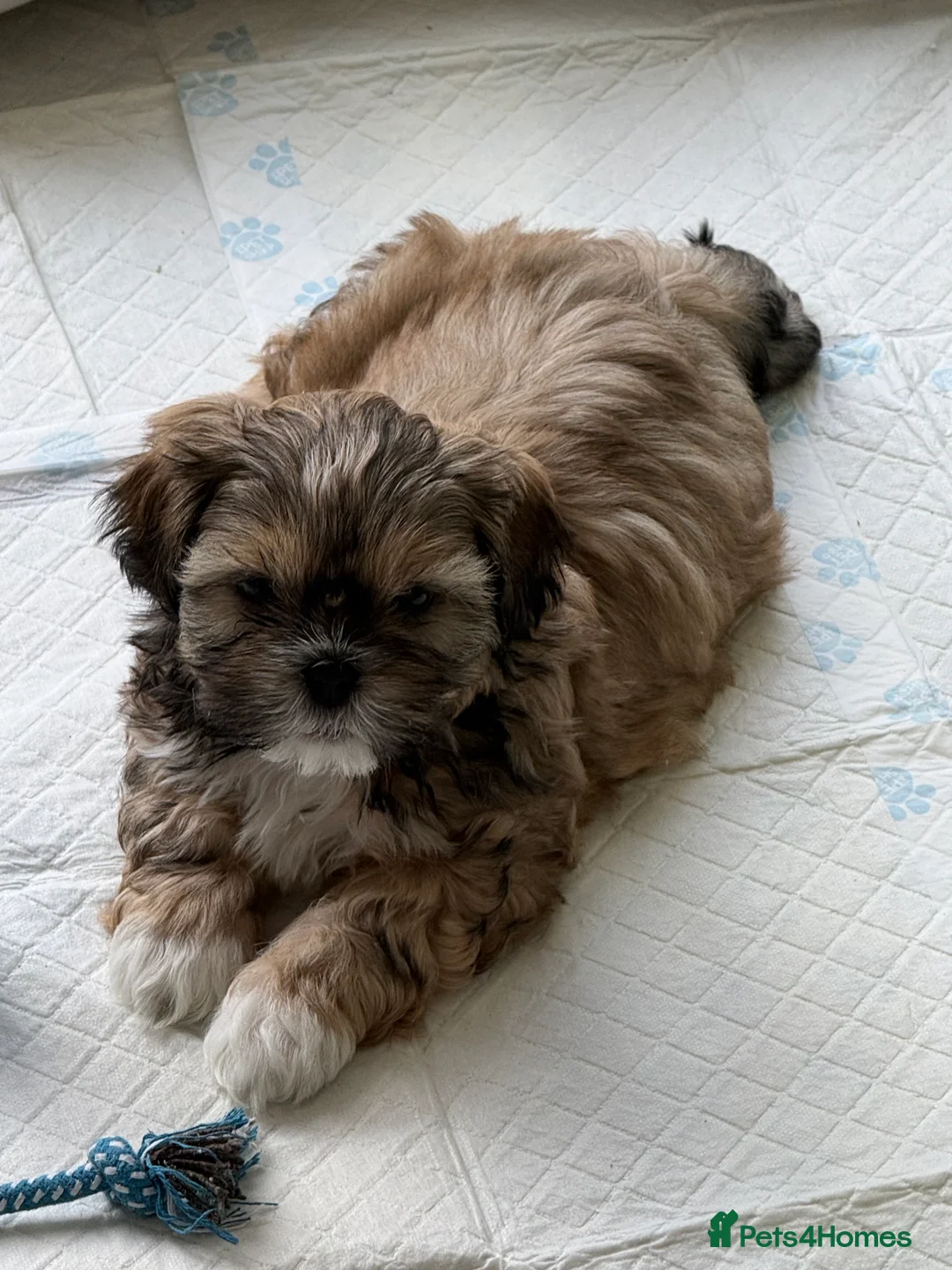 Shih Tzu dogs for sale: Shih Tzu puppies - Advert 3