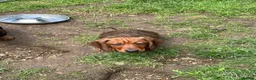 Dachshund dogs for sale: Wire haired & smooth recessives dachshunds - Advert 7