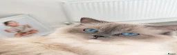 Ragdoll cats for sale: Retired Ragdoll Queen Looking for Her Forever Home - Advert 2