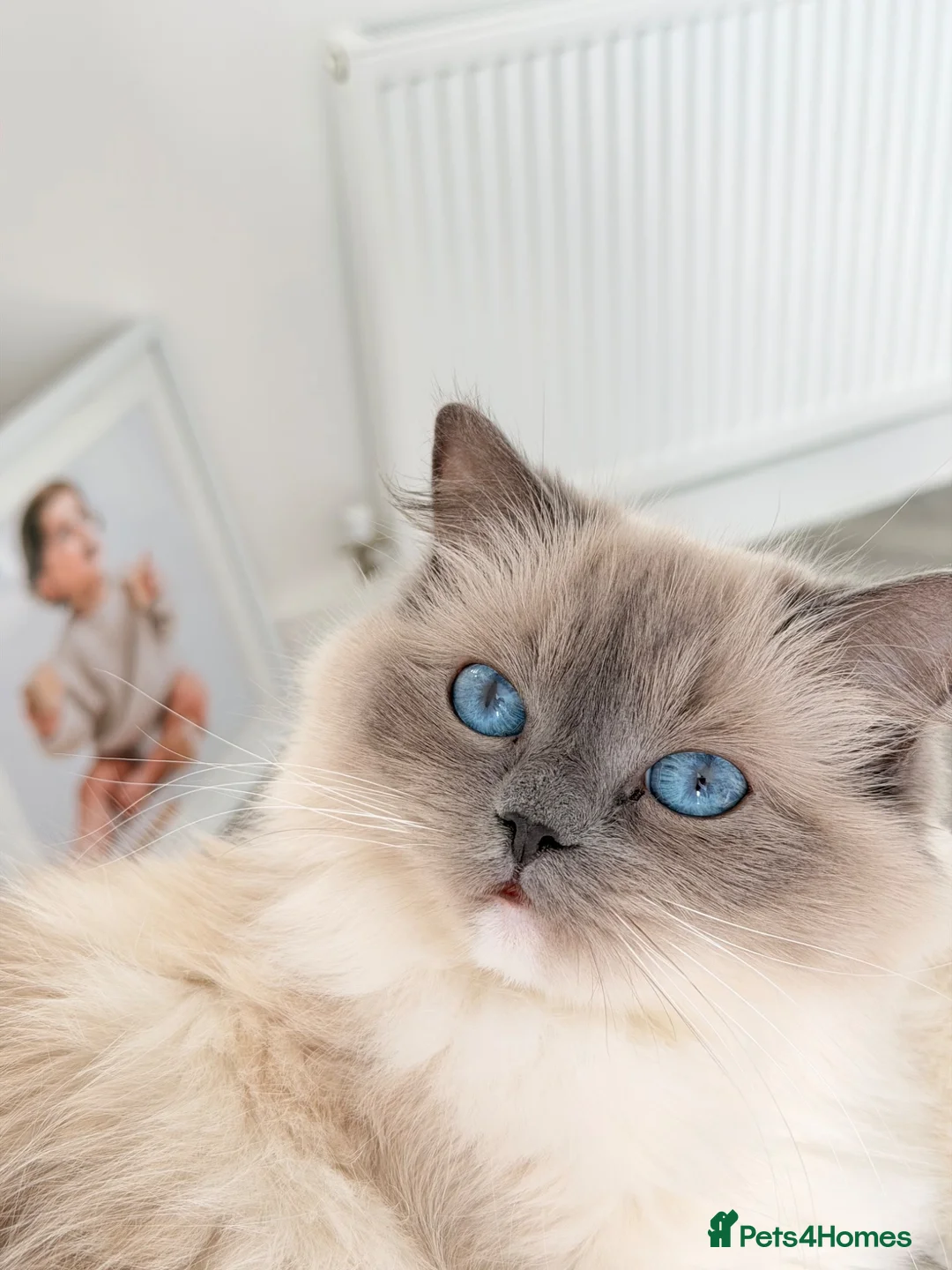 Ragdoll cats for sale: Retired Ragdoll Queen Looking for Her Forever Home - Advert 2