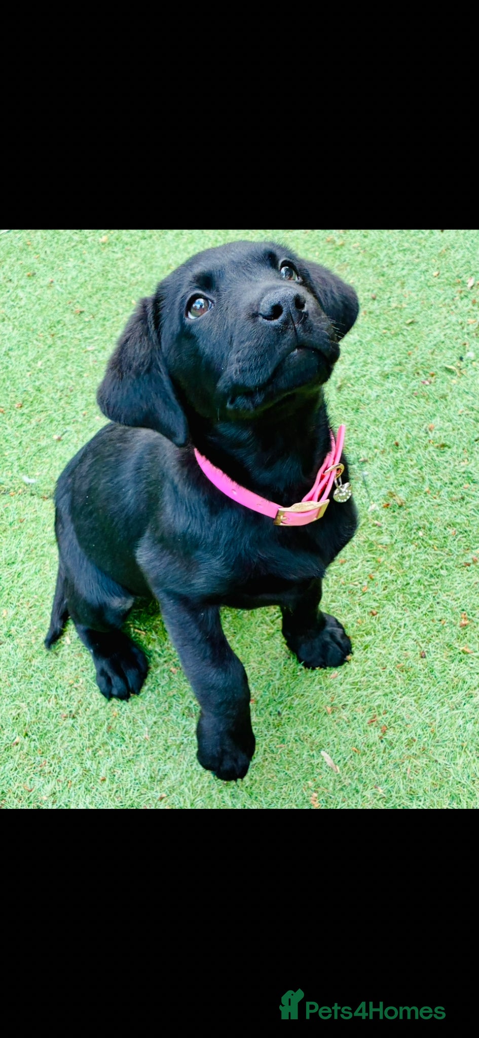 Labrador Retriever dogs Beautiful girl black lab - Advert 1