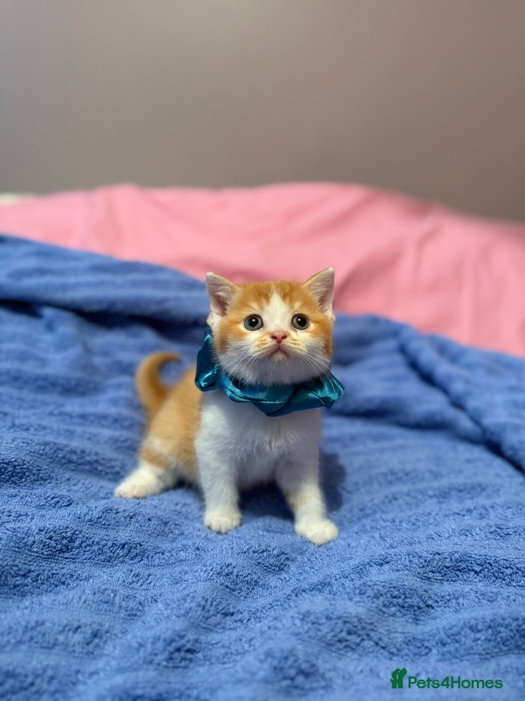 British Shorthair cats for sale: Quality British Shorthair kittens  - Image 13