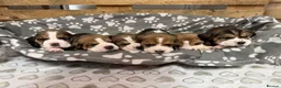 Beagle dogs for sale: Beautiful Pedigree Tri Colour Beagle Puppies - Advert 2