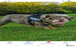 English Bulldog dogs for sale: Kc English bulldog puppy female bible John line - Image 2