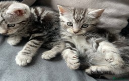 American Shorthair cats for sale: Three beautiful Kittens  - Image 4