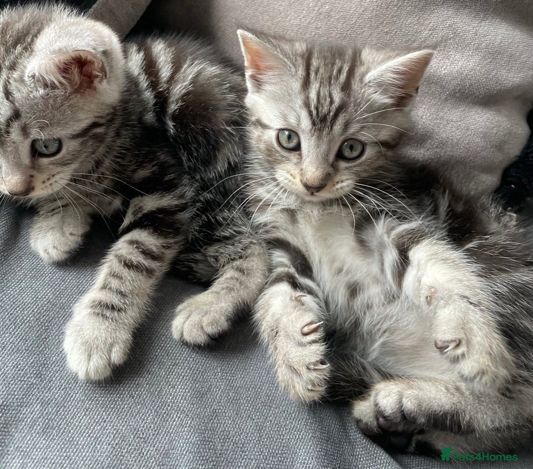 American Shorthair cats for sale: Three beautiful Kittens  - Image 4