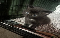 Persian cats for sale: Beautiful Kittens - Image 4