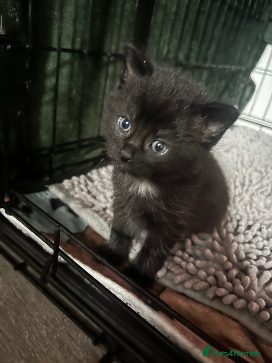 Persian cats for sale: Beautiful Kittens - Image 4