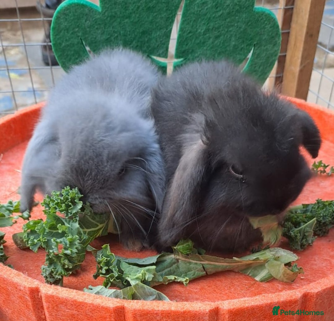 Mini Lop rabbits for sale: Mini cashmere males ready now  - Image 10