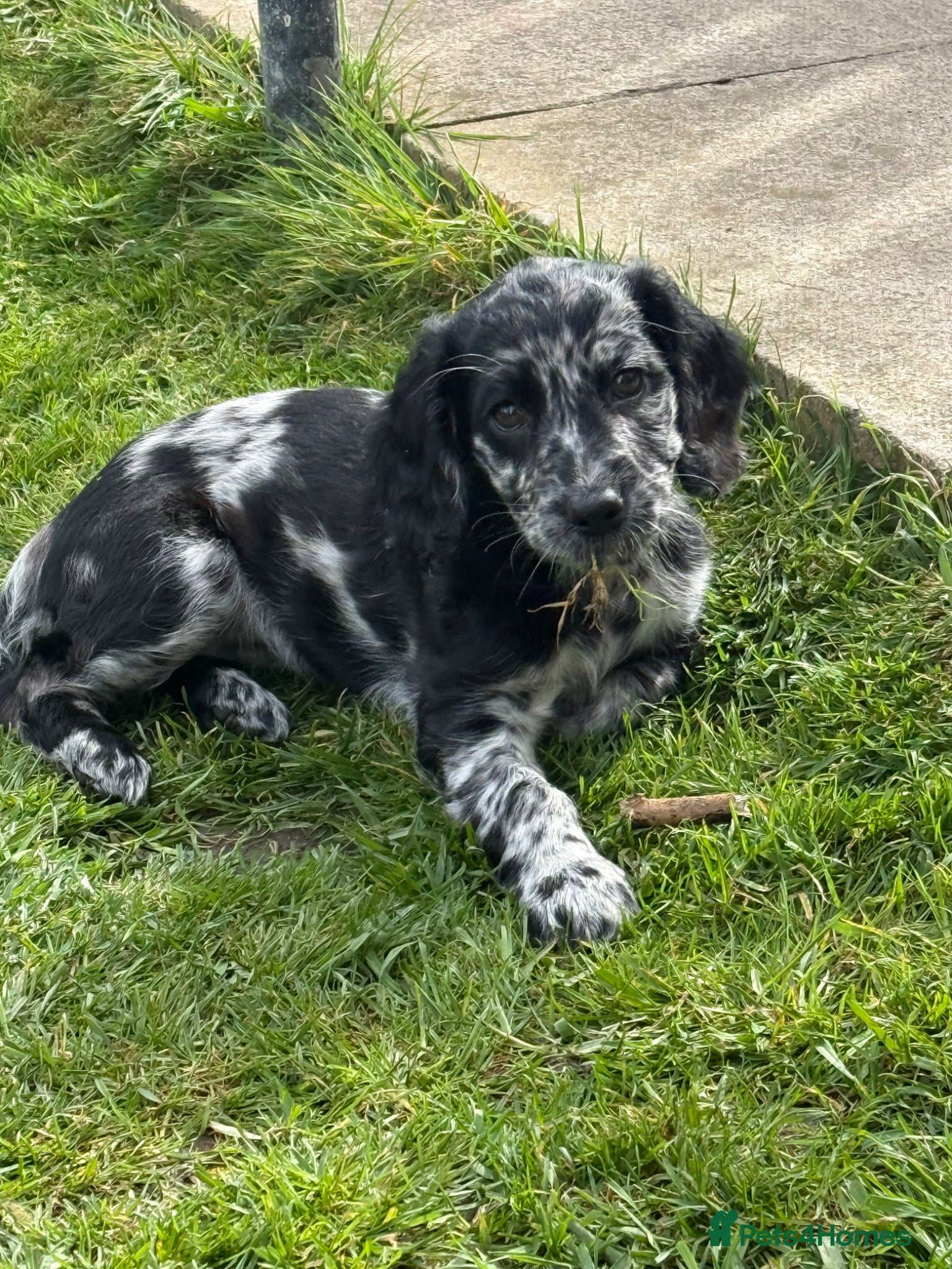 Cockapoo dogs F1b cockapoos merl girl left - Advert 2