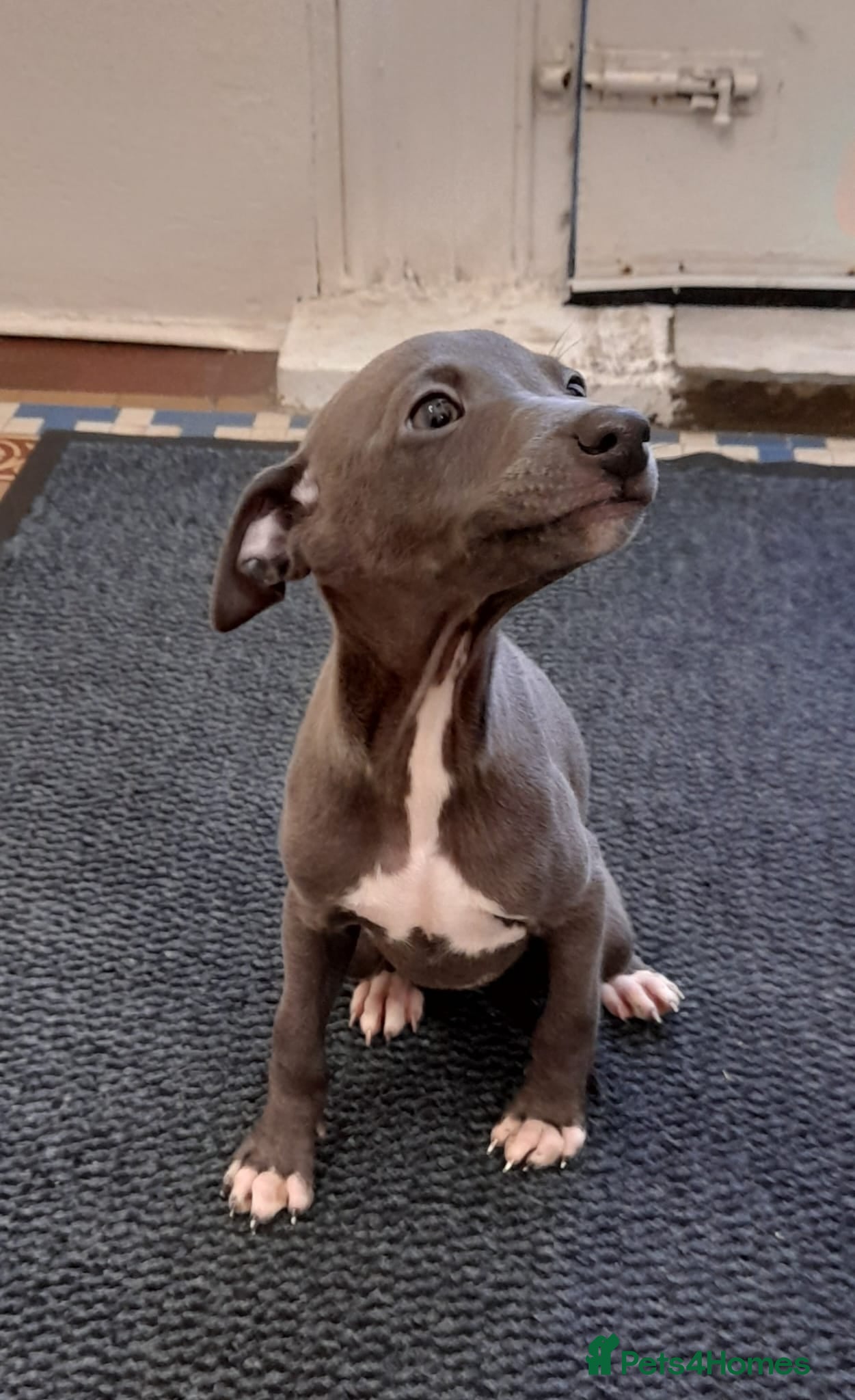 Mixed Breed dogs for sale: Wiggys for sale - Advert 2