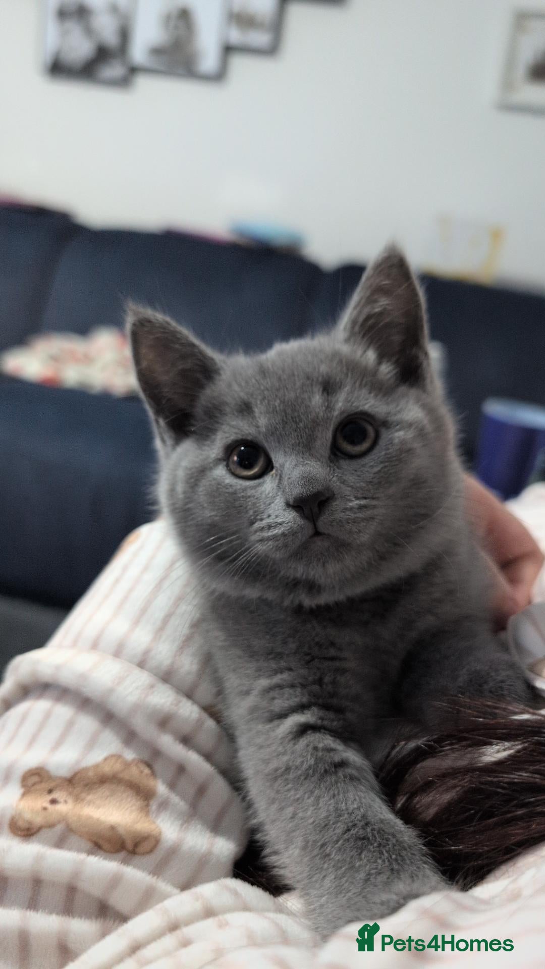 Russian Blue cats British/Russian blue kittens Parents russian blue  - Advert 13