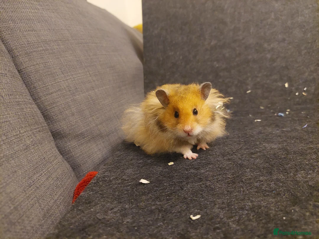 Hamster rodents for sale: Golden Rex Syrian Hamster - Advert 2