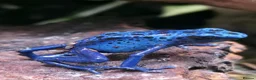 Frog reptiles for sale: Dendrobates tinctorius Azules Dart Frog Tadpoles - Advert 9