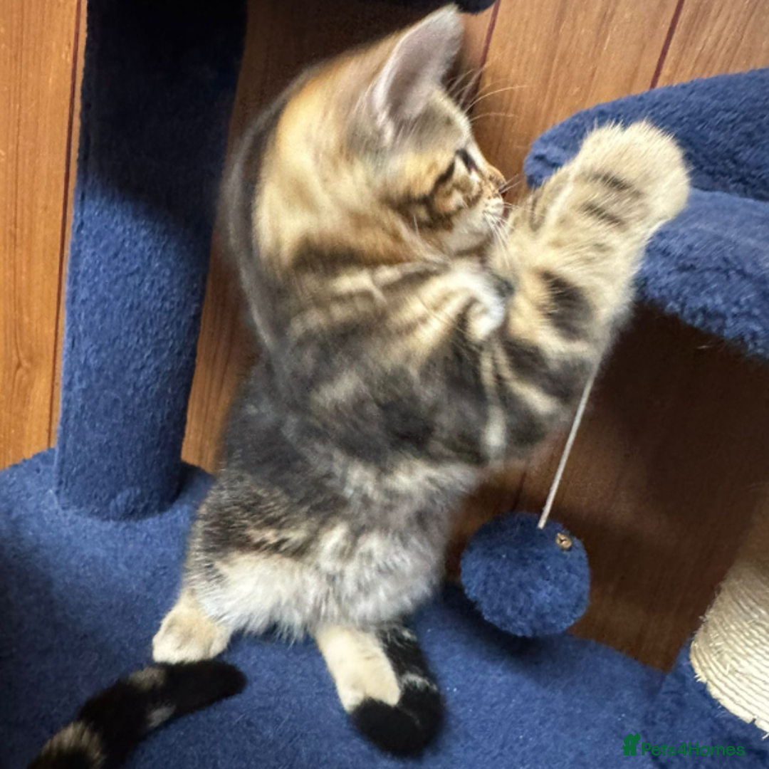 Bengal cats for sale: ​​Bengal Mix - Boy Kitten. Ready 2 Go! - Image 2