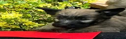 Skye Terrier dogs for sale: Exceptional Skye Terrier Puppies. Rare breed.  - Advert 7