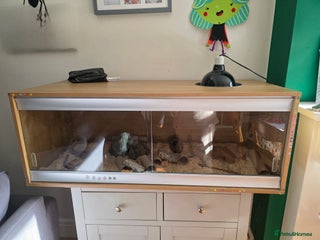 Snake reptiles Hognose snake - Advert 4