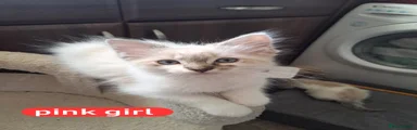 Mixed Breed Kitten 2