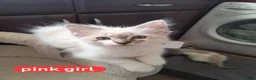 Mixed Breed cats for sale: Ragdoll/Maine coon mix kittens  - Advert 2