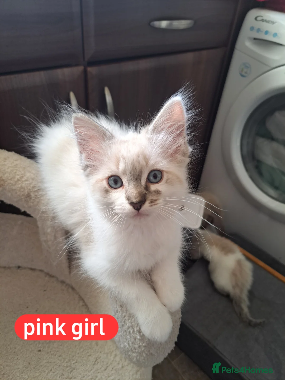 Mixed Breed cats for sale: Ragdoll/Maine coon mix kittens  - Advert 2