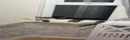 Mixed Breed cats for sale: Cat for sale in Leigh - Advert 4