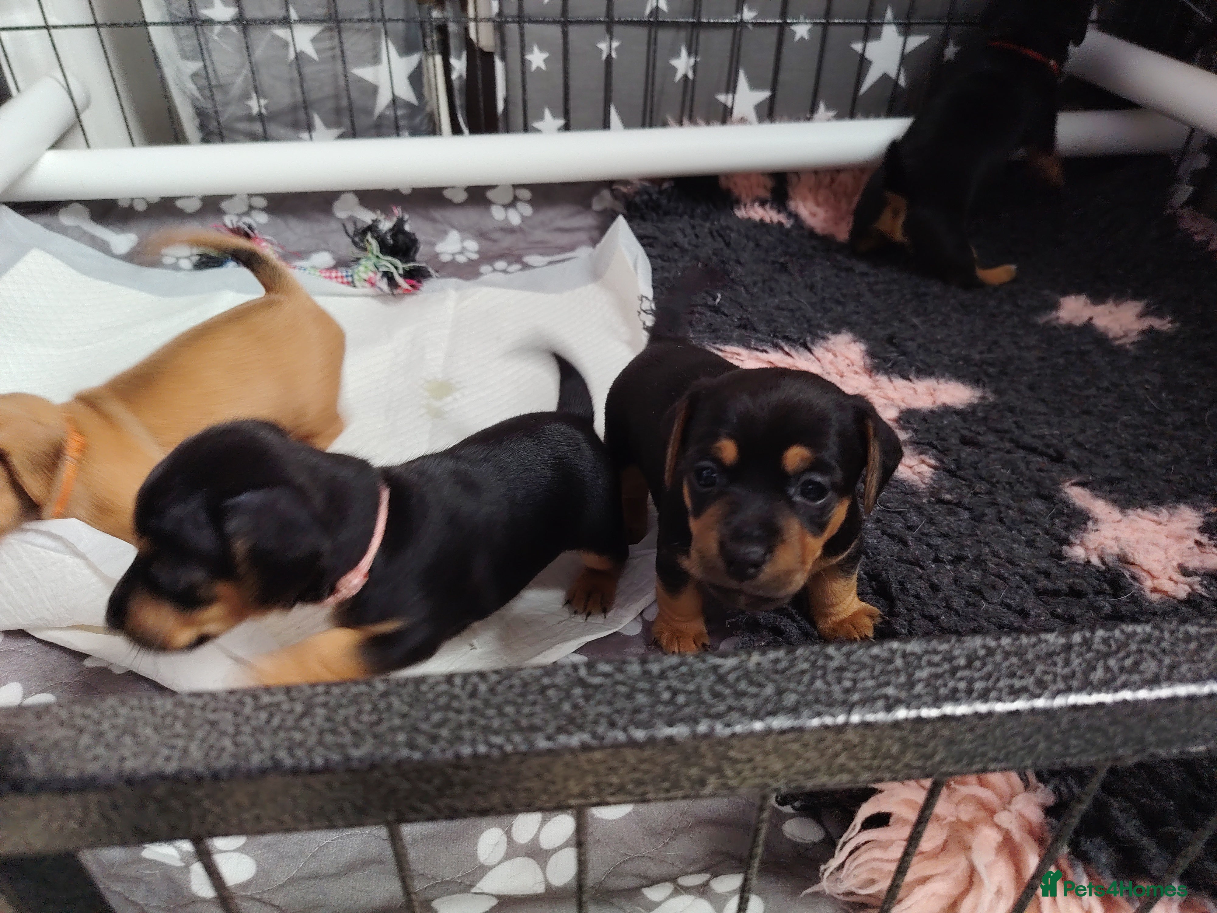 Jackshund dogs Jackhound - Advert 2