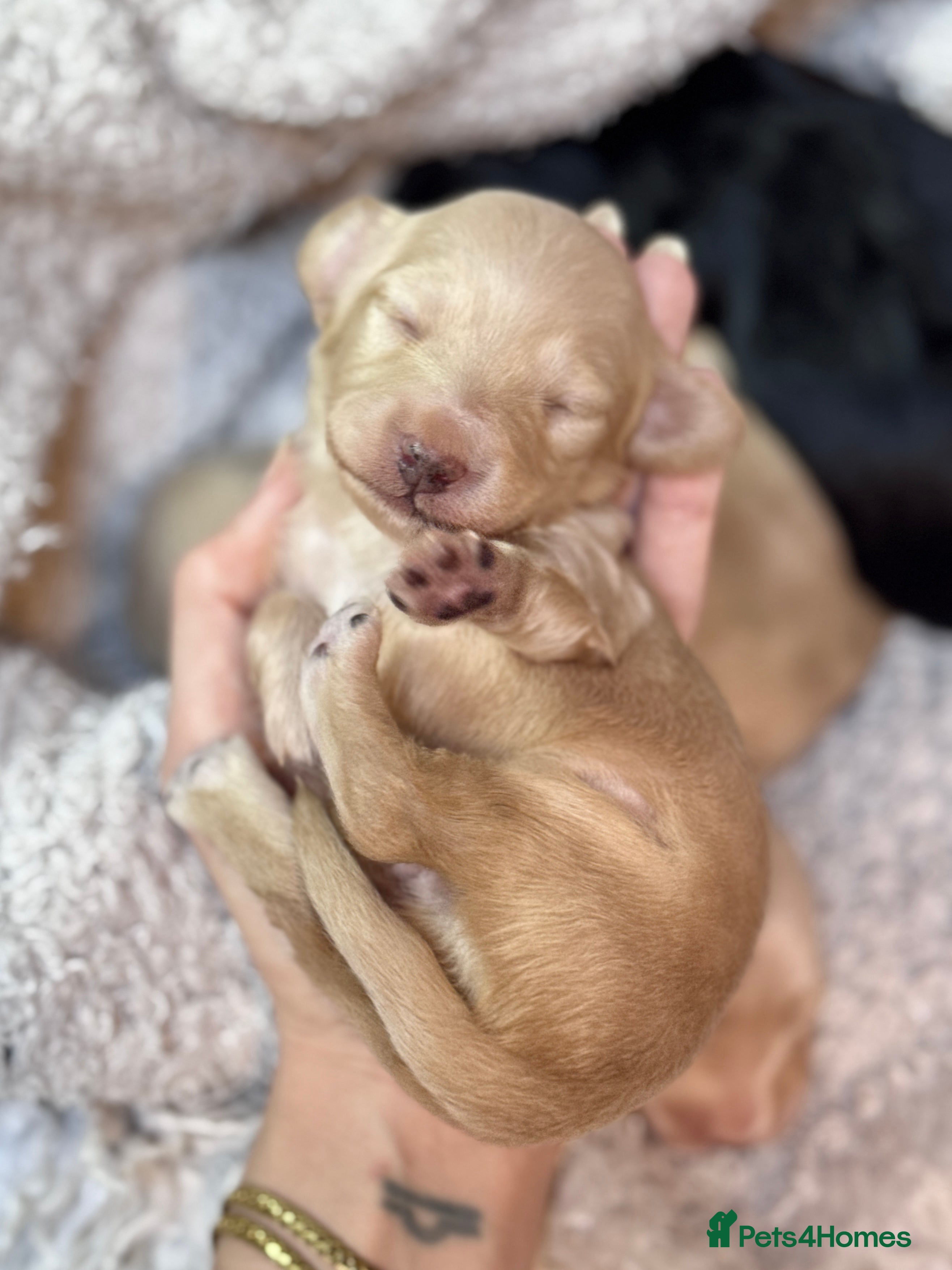 Miniature Dachshund dogs KC Longhaired Cream Miniature Dachshund Puppies - Advert 2