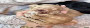 Cream Boy 1