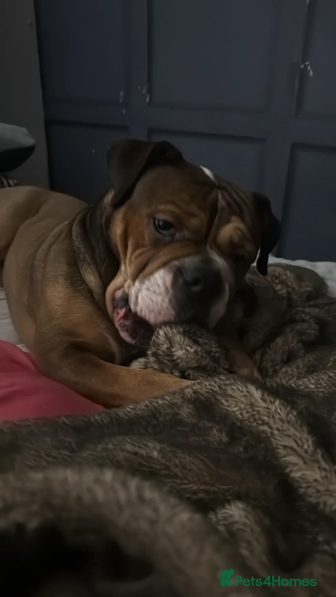 English Bulldog dogs for sale: Buddy needs a family in Northolt - Advert 2