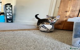 Bengal cats for sale: Beautiful rosette female Bengal kitten  in Okehampton - Image 11