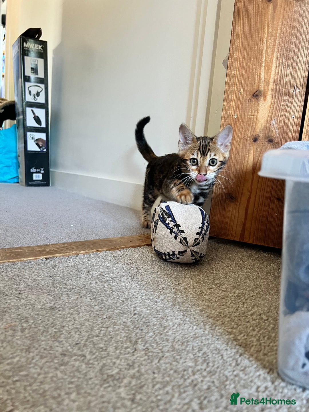 Bengal cats for sale: Beautiful rosette female Bengal kitten  in Okehampton - Image 11