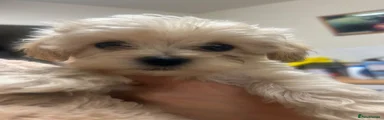 Maltipoo 2