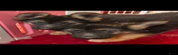German Shepherd dogs for sale: German shepherd puppies  - Advert 1
