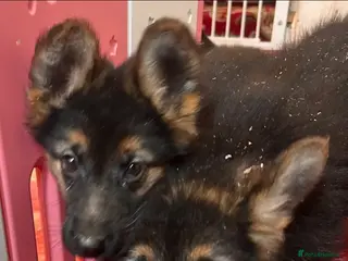 German Shepherd dogs German shepherd puppies - Advert 2