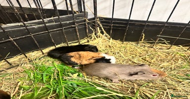Guinea Pig rodents - Advert 12