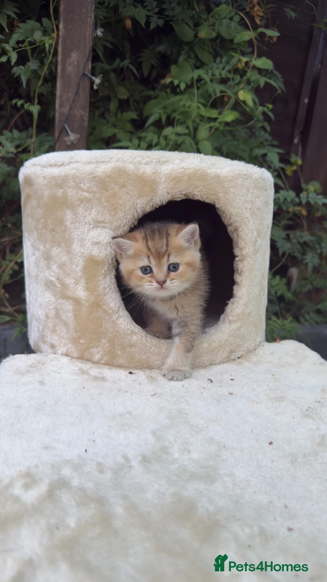 British Shorthair cats for sale: Stunning Golden Shaded British Shorthair  - Advert 10