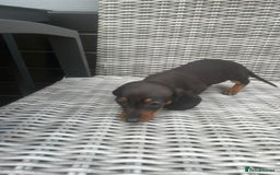 Miniature Dachshund dogs for sale: Miniature Dachshund Pups Ready For Loving Homes - Image 3