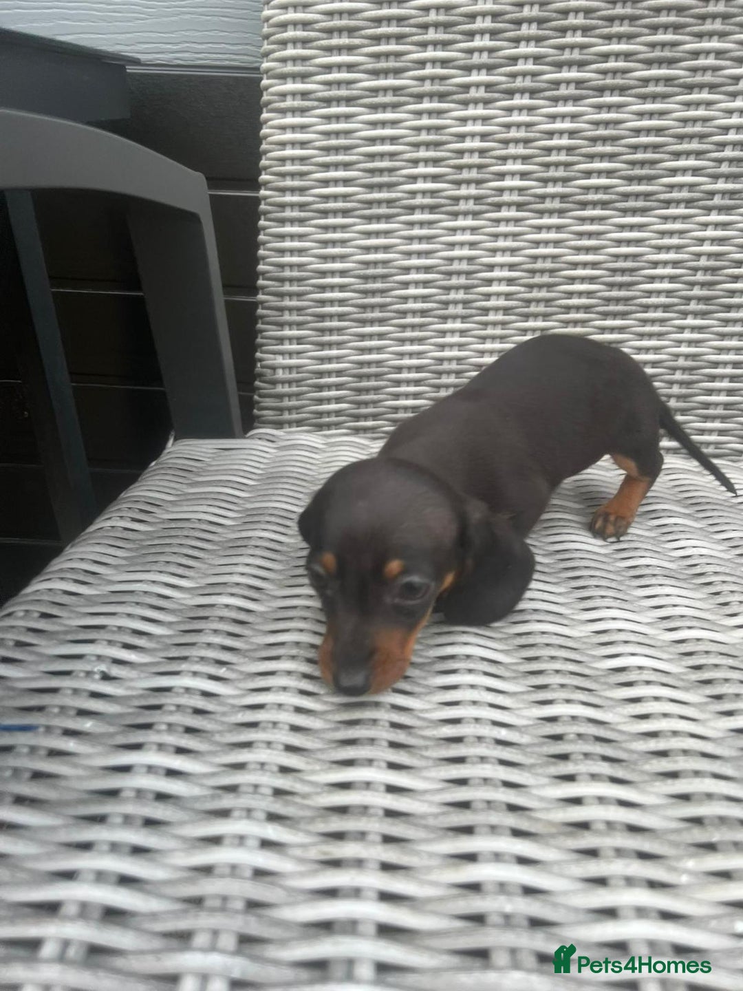 Miniature Dachshund dogs for sale: Miniature Dachshund Pups Ready For Loving Homes - Image 3