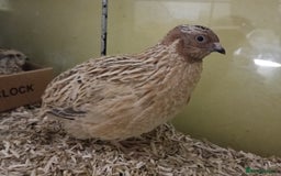 Quail poultry for sale: Covey of 13 Quail  - Image 7