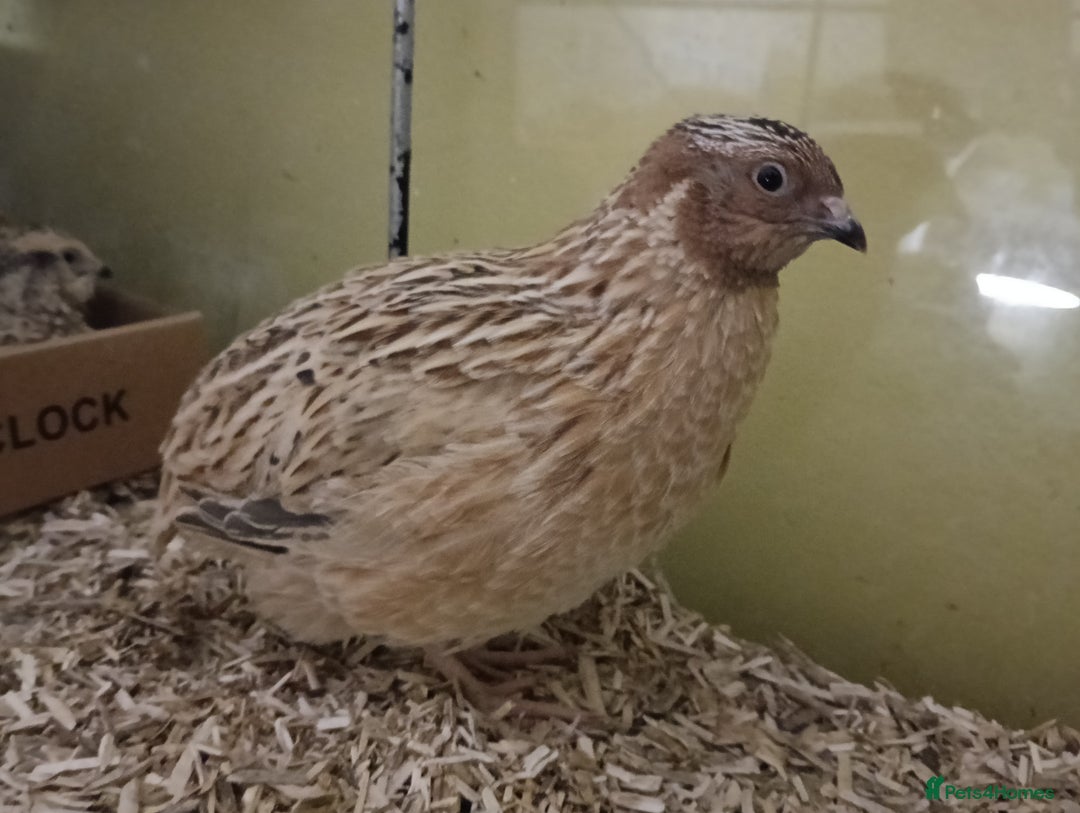 Quail poultry for sale: Covey of 13 Quail  - Image 7