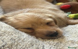 Miniature Dachshund dogs for sale: KC reg miniature long haired dachshunds - Image 1