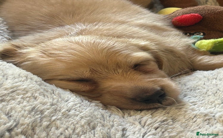 Miniature Dachshund dogs - Advert 2