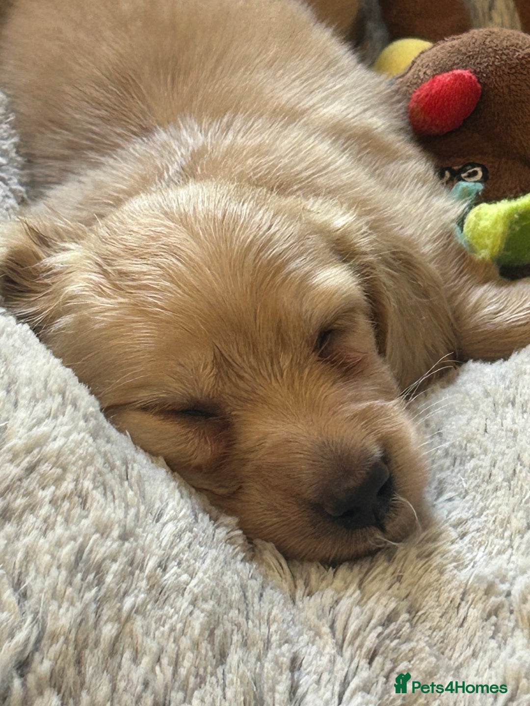 Miniature Dachshund dogs for sale: KC reg miniature long haired dachshunds - Image 1