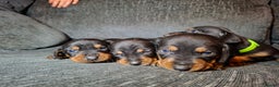 Mixed Breed dogs for sale: Dachshund/Jack Russell - Advert 6