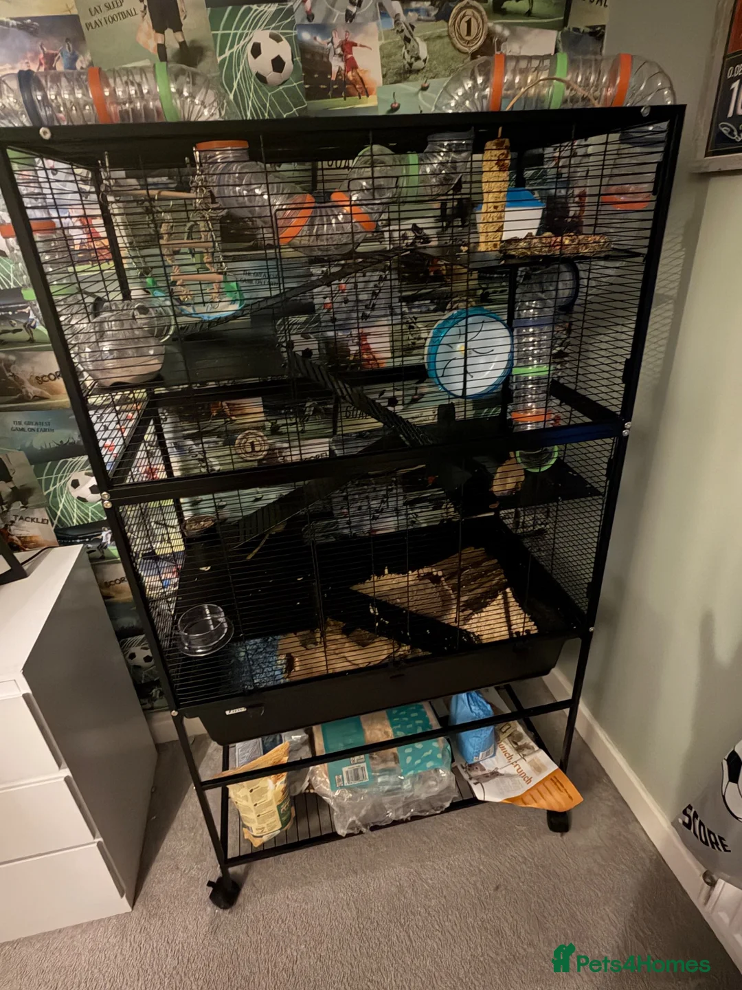 Gerbil rodents for sale: 2 male friendly gerbils and set up in Padstow - Advert 3
