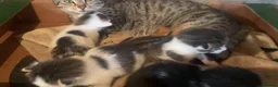 Mixed Breed cats for sale: Kittens for sale  - Advert 6